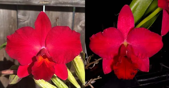 Sophrolaeliocattleya Circle of Life 'Mesmerize' AM/AOS x Sophrolaeliocattleya Paradise Rose 'My Valentine'