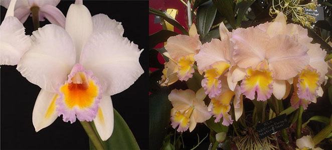 Brassolaeliocattleya Schroder's Love 'SVO' AM/AOS x Potinara William Farrell 'Native Son'