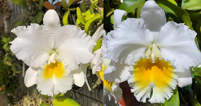 Cattleya Schroeder's Catt 'SVO' x Cattleya Ranger Six 'A-OK' FCC/AOS