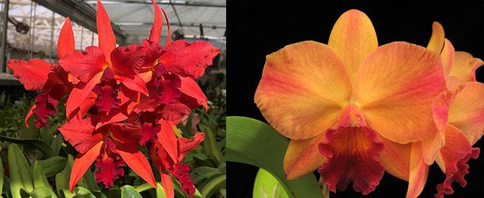 Laeliocattleya Spring Fires 'Lenette #3' x Potinara Martha Clarke 'Bali Flare' HCC/AOS