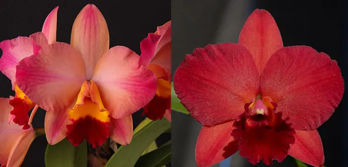 Sophrolaeliocattleya Tokyo Life 'SVO' HCC/AOS x Potinara Garnet Velvet FCA 'SVO'