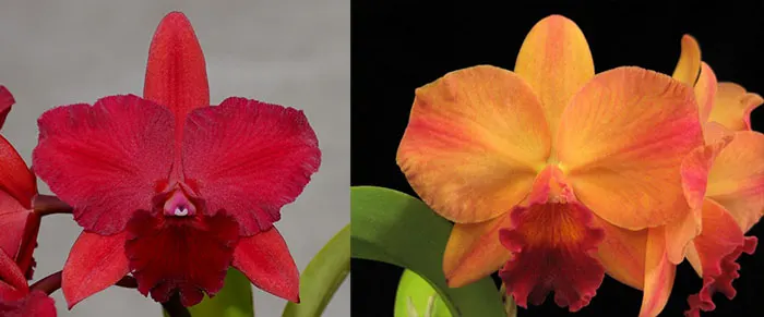 Potinara Rubescent Fire 'Fire Bomb' x Potinara Martha Clarke 'Bali Flare' HCC/AOS