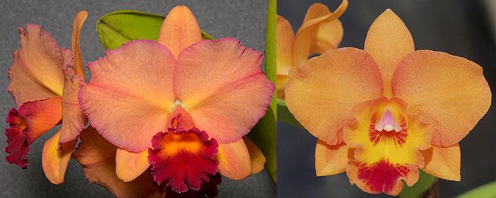 Potinara Life's Charm 'SVO Round Wonder' x Potinara Telling Lies 'SVO Best'