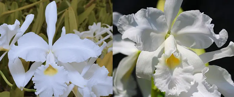 Cattleya warscewiczii f alba 'Kathleen' AM/AOS x warscewiczii f alba ‘Leo Holguin’ FCC/AOS