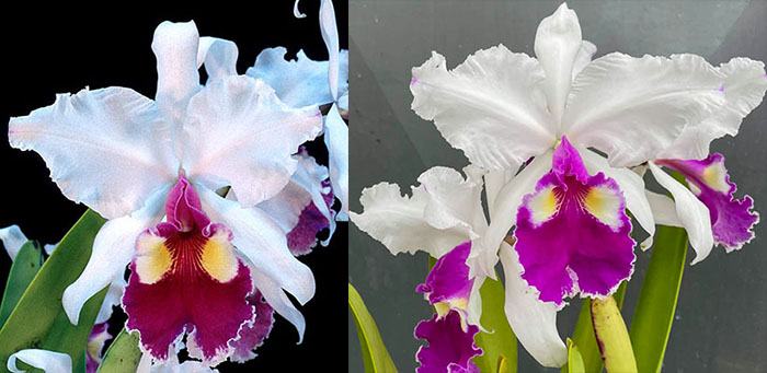 Cattleya warscewiczii semi-alba 'SVO' HCC/AOS x warscewiczii semi-alba 'Kathleen'