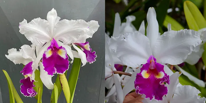 Cattleya warscewiczii semi-alba 'Kathleen' x warscewiczii semi-alba 'Bedford'