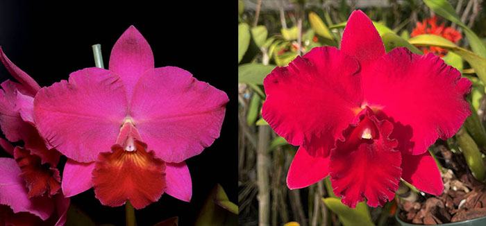 Sophrolaeliocattleya Durban Rose 'Magnificent' x Potinara Very Vermillion 'SVO'