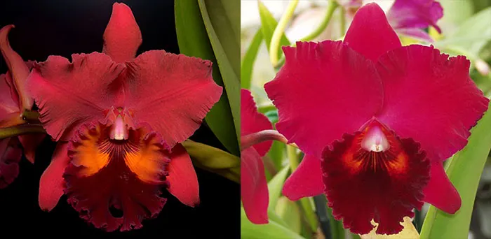 Potinara Carolina Splendor 'Krull's Ruby' AM/AOS x Potinara Oconee Circle 'SVO'