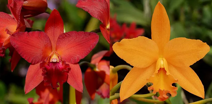Potinara Star Fire 'Ruben‘s Red' x Potinara Love Passion 'Island Romance'