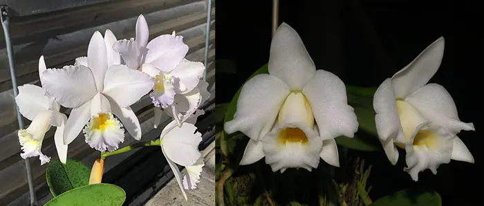 Cattleya Dubiosa 'Scully' HCC/AOS x Laelia alaorii f alba 'Snowflakes'