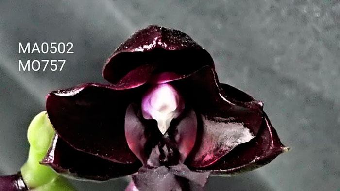 Phalaenopsis Mituo Reflex DD 'Carbonada'