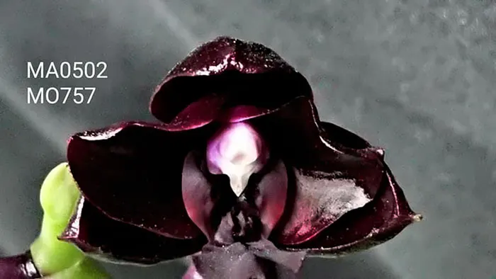 Phalaenopsis Mituo Reflex DD 'Carbonada'