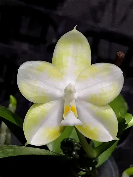Phalaenopsis Mituo 24 Solar Terms 'White Dew'