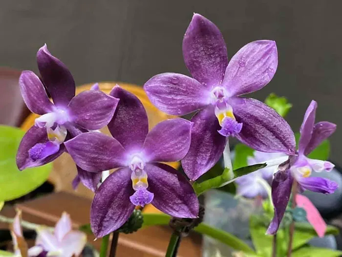 Phalaenopsis Mituo  Speciosa 'Blue Starfish'
