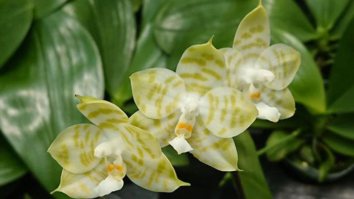 Phalaenopsis Mituo Golden Tiger 'TTT'