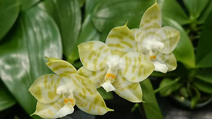 Phalaenopsis Mituo Golden Tiger 'TTT'