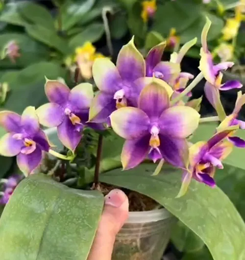 Phalaenopsis Mituo Blue Smurfs 'Sea'