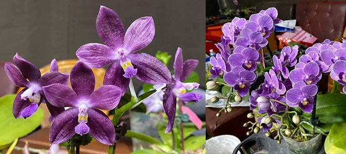 Phalaenopsis Mituo Speciosa 'Blue Starfish' x Sogo Vivien 'VQ'