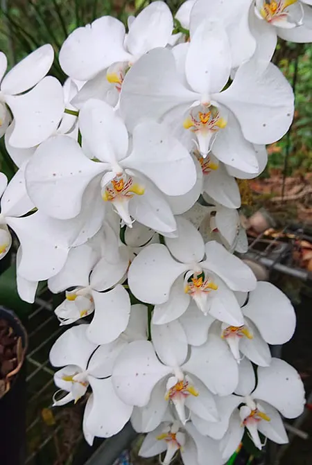 Phalaenopsis amabilis (Palawan)