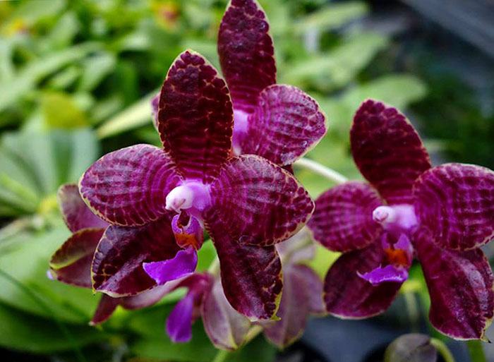 Phalaenopsis Auspice Green Lake 'Huey Ru'