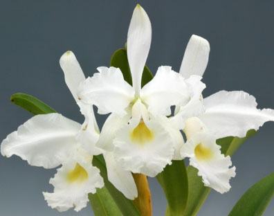 Cattleya warscewiczii fma quasi alba 'Rochelensis' x self