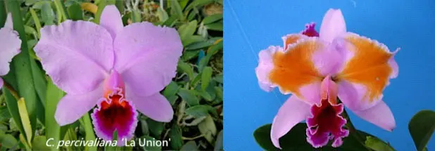 Cattleya percivaliana x sib ('La Union' x pelorica 'Hercules')