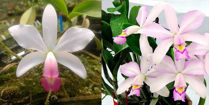 Cattleya violacea x sib (carnea x suavissima 'Coronet')