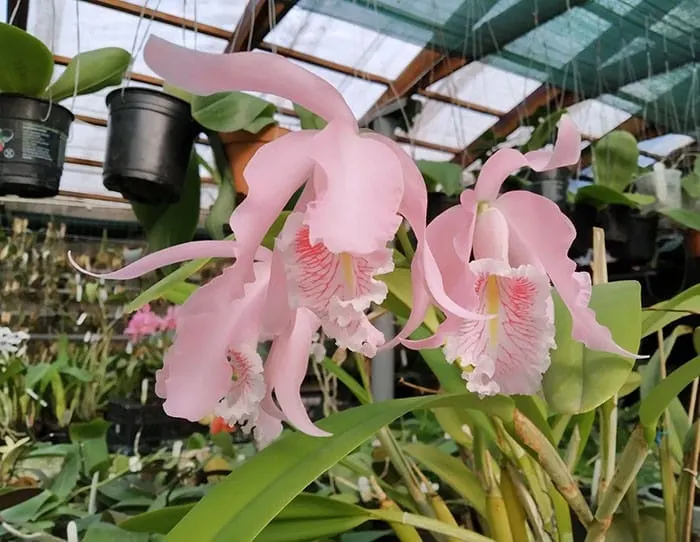 Cattleya maxima concolor 'Rebecca' x self
