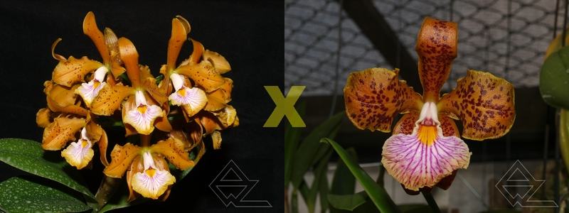 Cattleya velutina (amarela 'Schultz' x 'Felina')