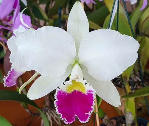 Cattleya warneri semi-alba orlata 'Filha de Fonte Limpa' x 'Lucilio Leite'