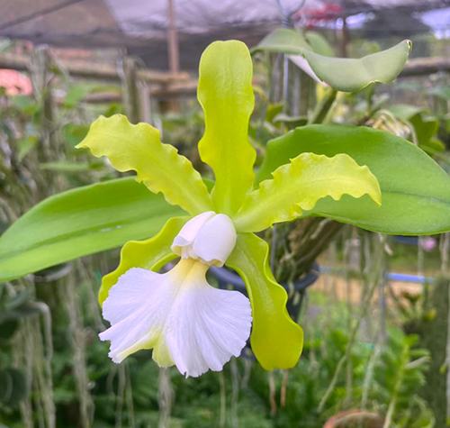 Cattleya schilleriana albina ('Green Jade' x 'Biala')