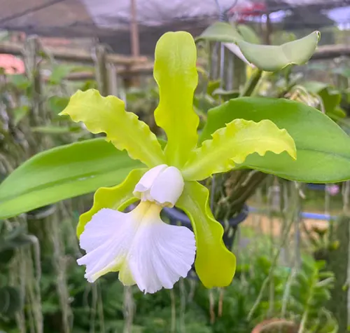 Cattleya schilleriana albina ('Green Jade' x 'Biala')