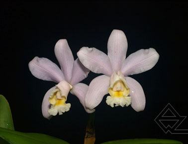 Cattleya harrisoniana 'Perola Majorca' x SELF