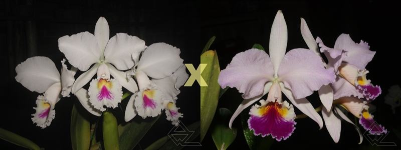 Cattleya labiata semi alba 'Marina' x 'Perola Rubra'