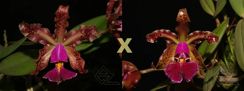 Cattleya schilleriana atro ('Pedreira' x 'Rubi')