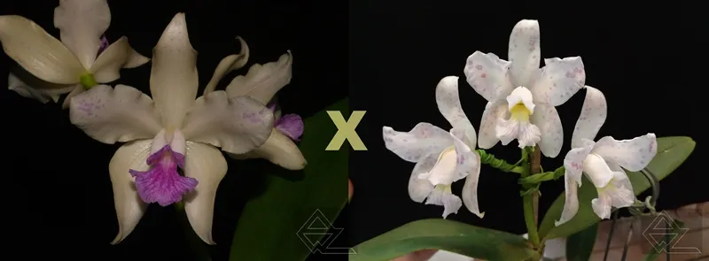 Cattleya amethystoglossa rosada 'Primavera x concolor pintada 'Beijinho no Ombro'
