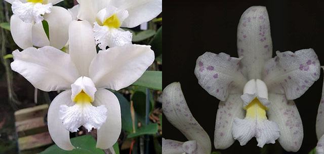 Cattleya amethystoglossa alba 'Vitoria' x albescens 'Beijinho no Ombro'