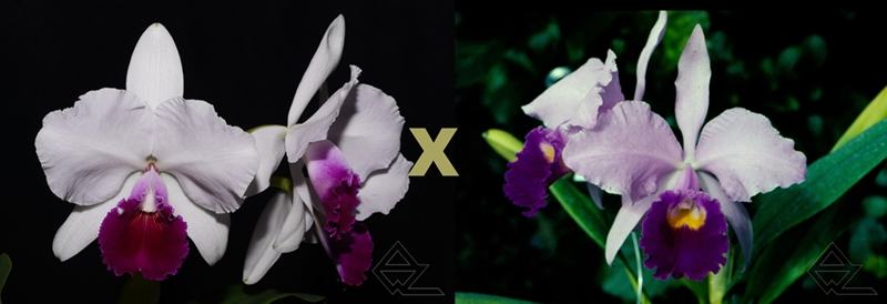 Cattleya trianae semi-alba 'Aconcagua' x vinho