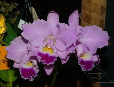 Cattleya warneri (coerulea 'III' x tipo xxx)