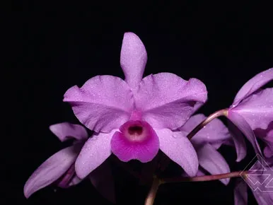 Cattleya patini (1) x (2) (sin Cattleya deckeri)