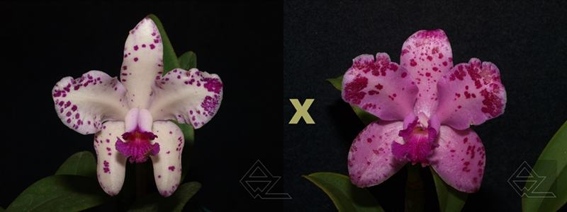 Cattleya amethystoglossa 'Aldebaran' x 'Pedrada'