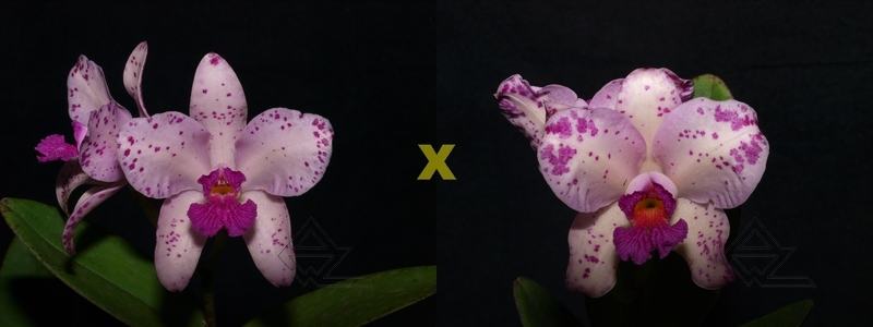 Cattleya amethystoglossa 'Nego' x 'Wanderlino Schunk'