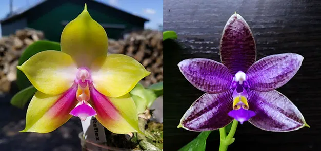 Phalaenopsis (Mituo Reflex Dragon x LD Purple 3S) #2 x (lueddemanniana fma coerulea x Yaphon The Hulk) #1