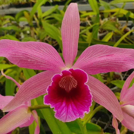 Laelia purpurata sanguinea x tenebrosa rubra 'Aranda'