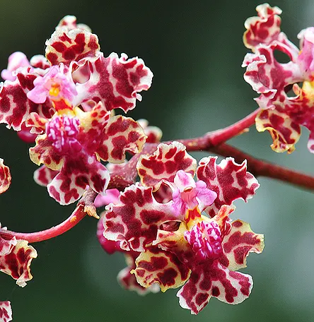 Trichocentrum carthagenense