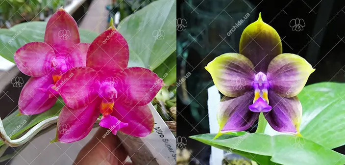 Phalaenopsis Miro Super Star '198' x (Mituo Reflex Dragon 'Bloodshot' x Mituo Princess 'Blue #9' ) #1