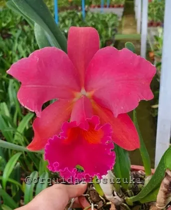 Brassolaeliocattleya Pumpkin Festival