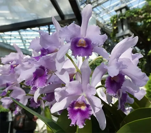 Cattleya Poor Paul 'Blue Heaven'