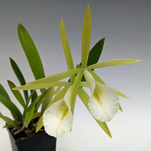 Procatavola Key Lime Stars ‘SVO’ 4n x self (Epc. Lime Sherbet 6475x B. nodosa4045)
