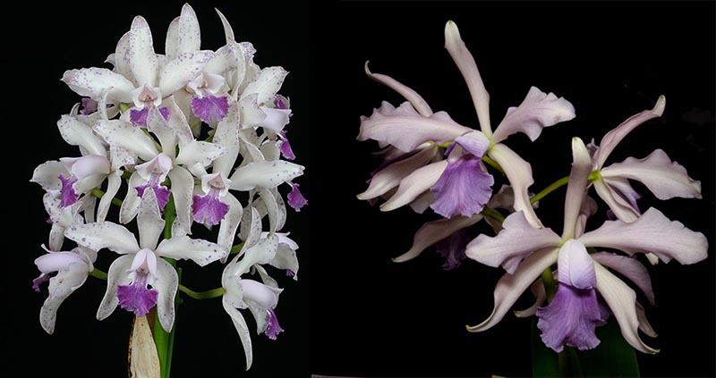 Cattleya Howard's Delight (C. Interglossa fma. coerulea 'Purple Tower' BM/JOGA x Lc. Elegans fma. coerulea 'Leviathan'5262)